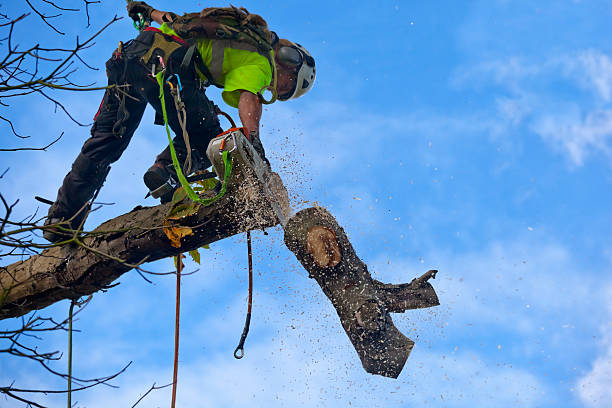 Trusted Clinton, IL Tree Services Experts